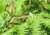 Aedia leucomelas
